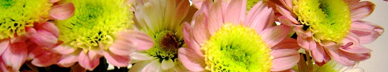 Blumen bestellen online + Pflanzen verschenken