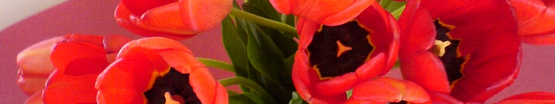 Blumenhändler Testbericht + sparen beim Blumenstrauß